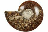 Polished Ammonite (Cleoniceras) Fossil - Madagascar #205087-1